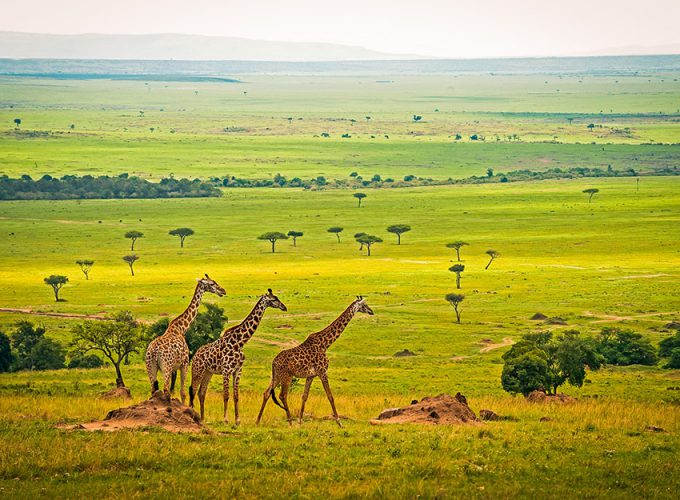 7 NIGHTS / 8 DAYS Hello Samburu And Maasai Cultural Experience