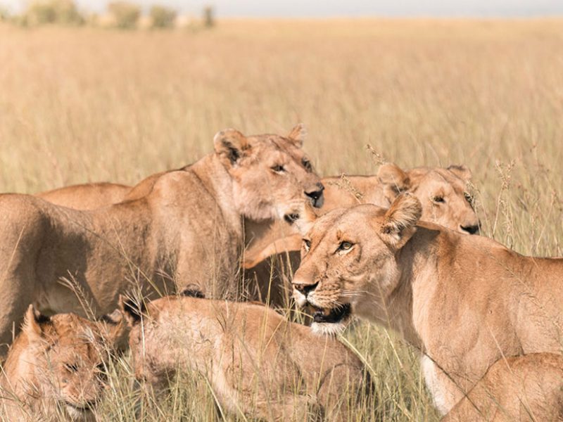 Maasai Mara Kenya Tour Lions