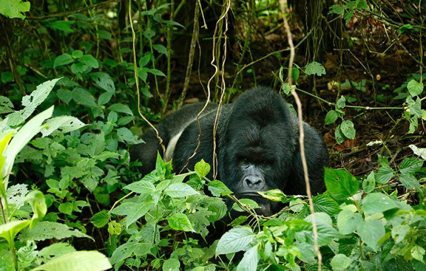 Rwanda Gorilla in the Mist. Lifetime Experience