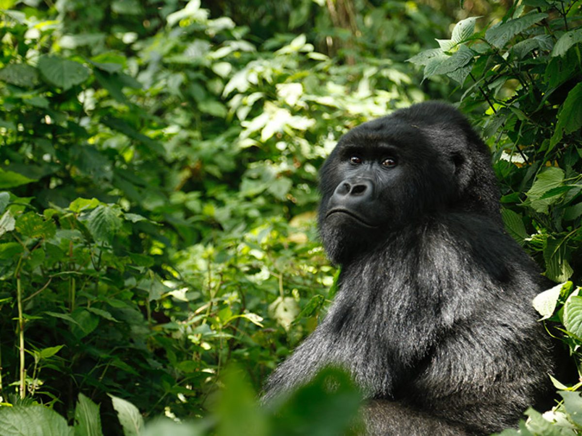 Mountain gorilla in Rwanda's misty forest