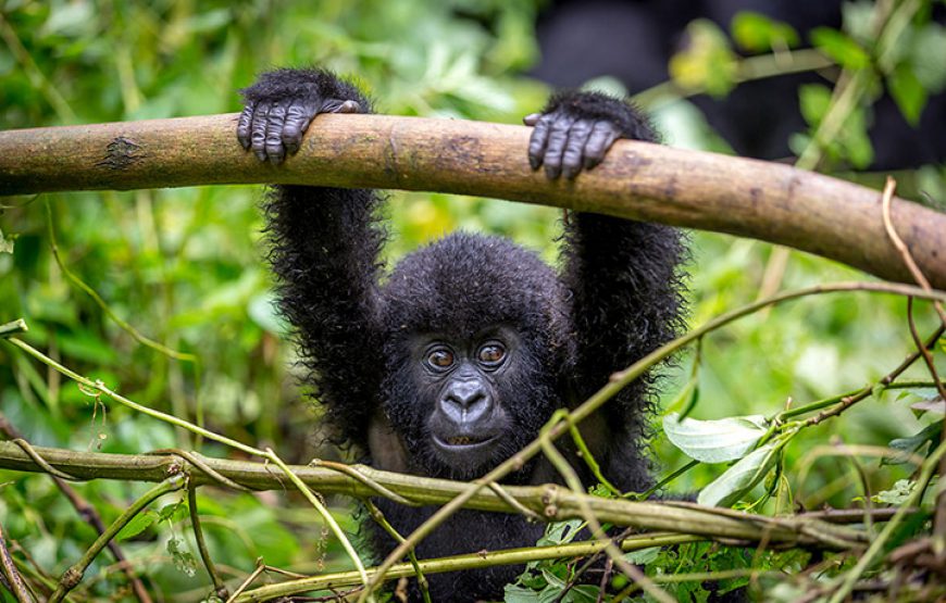 Rwanda Gorilla in the Mist. Lifetime Experience