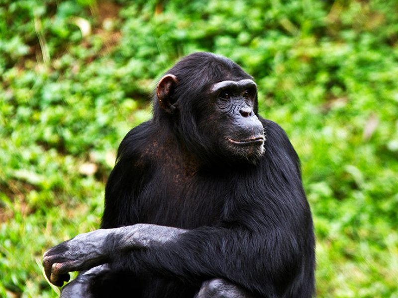 7 nights / 8 days Uganda Luxury Gorilla and Chimps Adventure