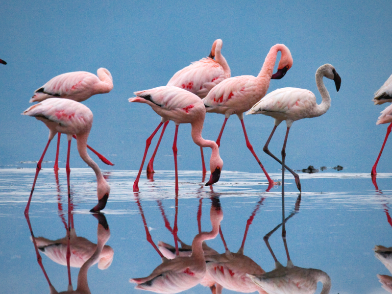 pink flamingos in Kenya tour from Australia Melbourne