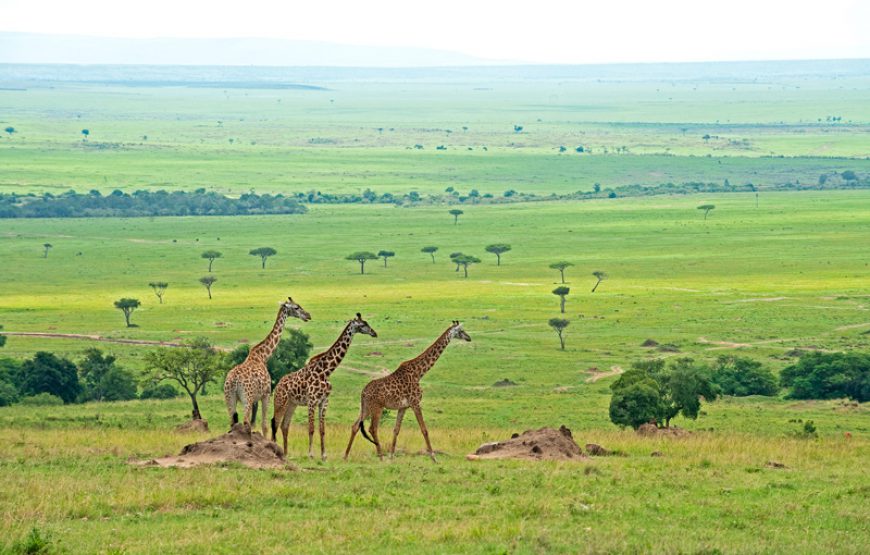 Nairobi – Masai Mara 5 Nights 6 Days