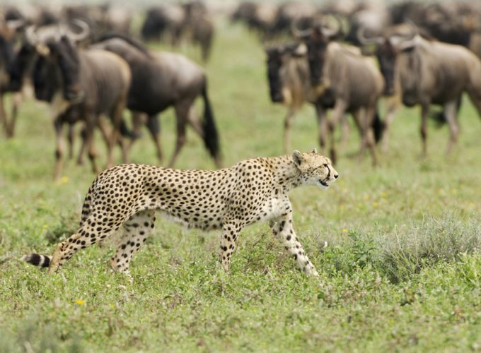 cheetah at tsavo sgr safari