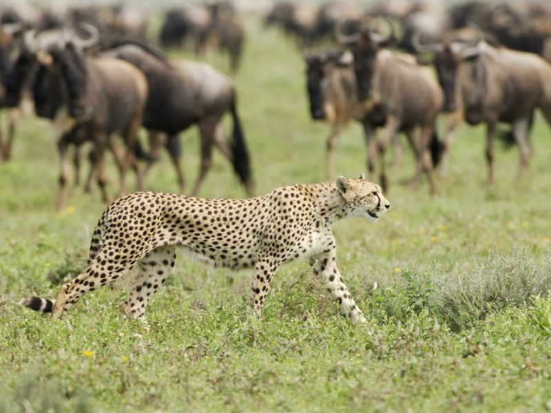 cheetah at tsavo sgr safari