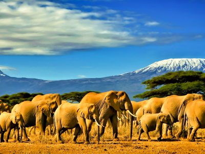big mammals Mount Kilimanjaro Africa Tours